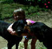 dogs1.jpg (106158 bytes)